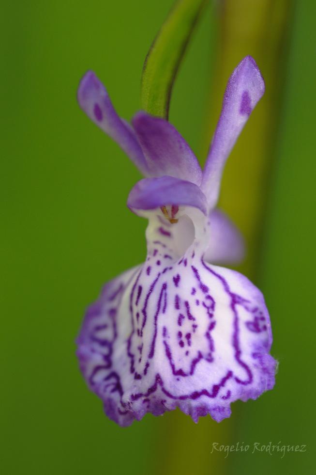 Imagen 25 de la galería de Orquideas
